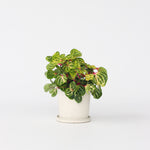 Bloodleaf Plant - Iresine Herbstii - Height 20-30cm - ⌀13cm | Set-of-1 | Yellow