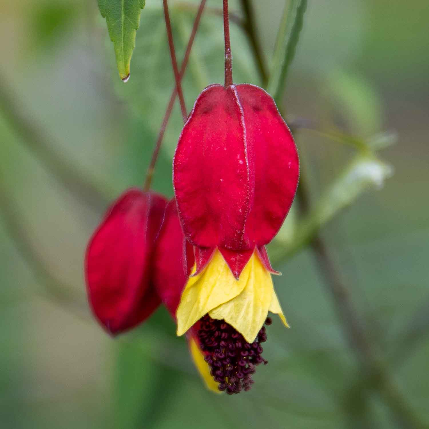 Abutilon 'rhubarb And Custard' Trailing Flowering Shrub, Hardy To -5°c | 3 x Jumbo Plugs | Multi