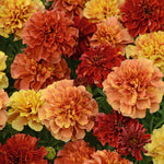 French Marigold Seeds Strawberry Blonde - 30 Seeds | 30 Seeds | Multi