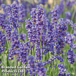 Lavender Hidcote Jumbo Plugs | 24 x Plug Plants