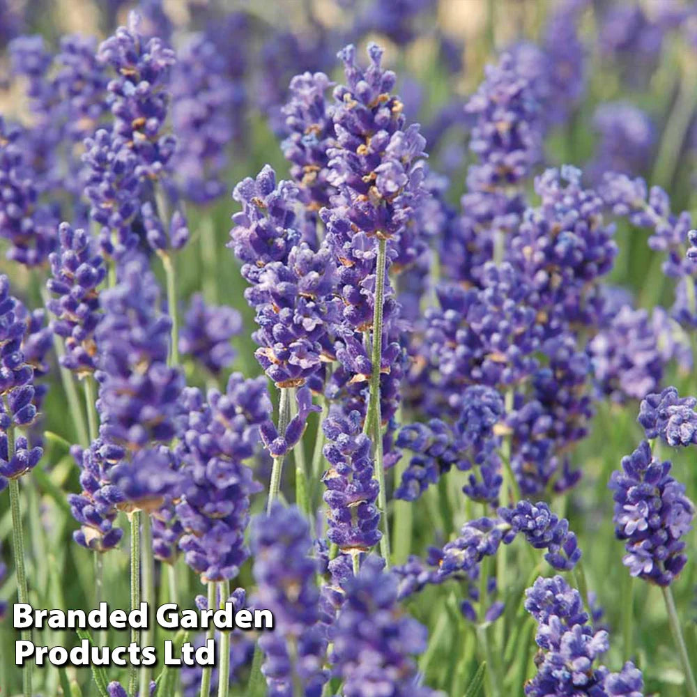 Lavender Hidcote Jumbo Plugs | 24 x Plug Plants