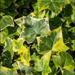 Winter Colour Patio Kit - 1 Set