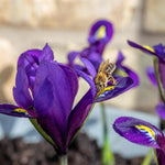Iris Harmony Early Spring Blue | 20 x Bulbs | Purple