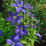 Clematis 'Rhapsody' - Bold and eye-catching - 7cm pot | 3 x 7cm | Dark Purple