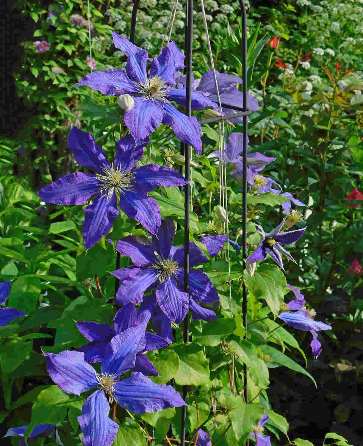 Clematis 'Rhapsody' - Bold and eye-catching - 7cm pot | 3 x 7cm | Dark Purple
