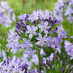 Agapanthus 'poppin Star' Purple Perennial 50cm | 1 x 2L | Purple