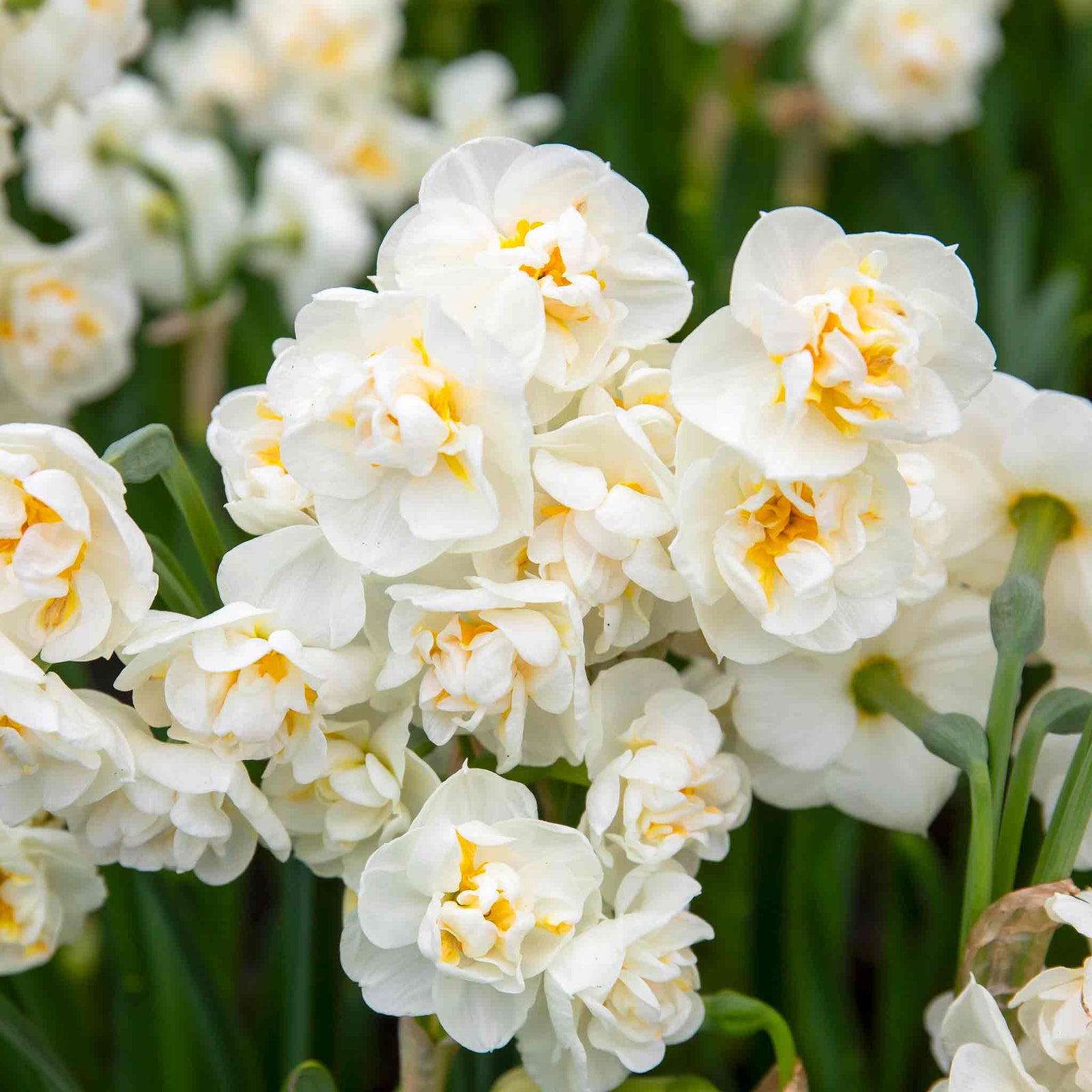 Daffodil 'bridal Crown' Fragrant Double White Narcissus | 10 x Bulbs | Yellow & White