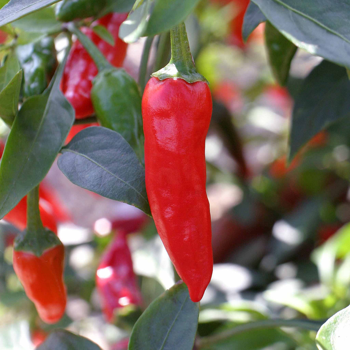 Chilli Plant 'apache' Compact Patio Pepper 9cm Plants | Set of 6 | Red