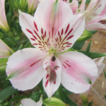 Hayloft Alstroemeria Duchesse D'anjou Beatrice - 3 x  9cm Pots
