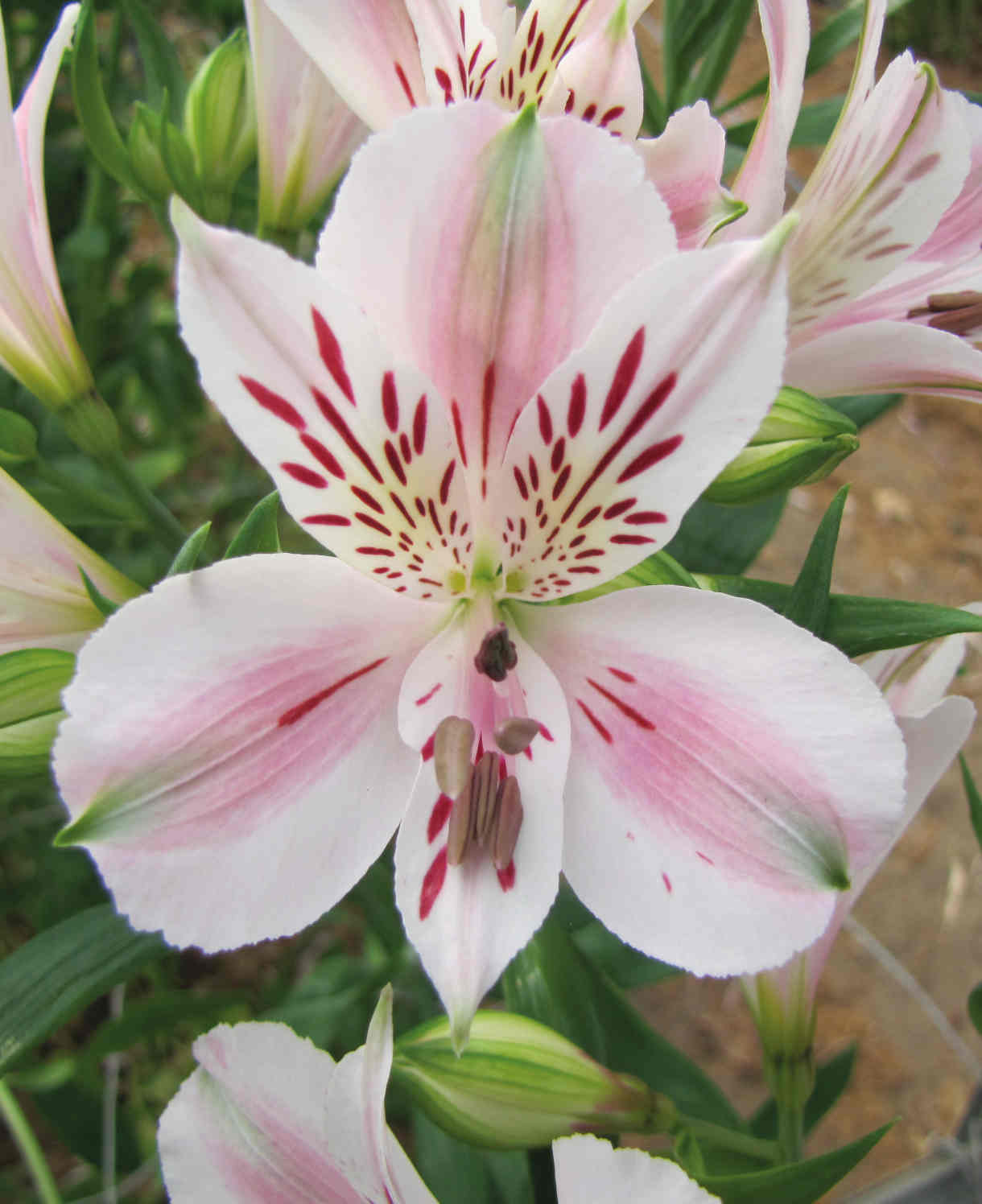 Hayloft Alstroemeria Duchesse D'anjou Beatrice - 3 x  9cm Pots