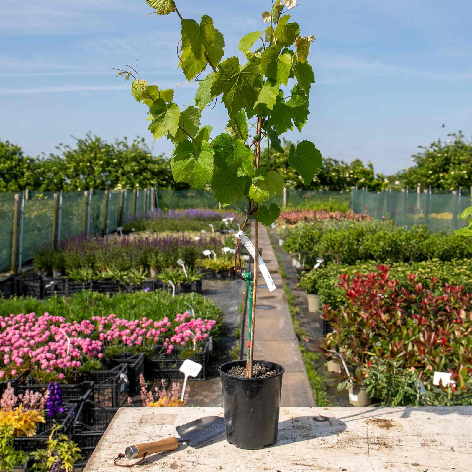 Grape Vine 'strawberry Fragola Red' | 1 x 3L | Red