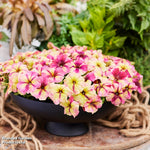 Petunia Raspberry Shake Garden Ready Plants Raspberry & Vanilla Swirled Blooms | 24 x Garden Ready Plants