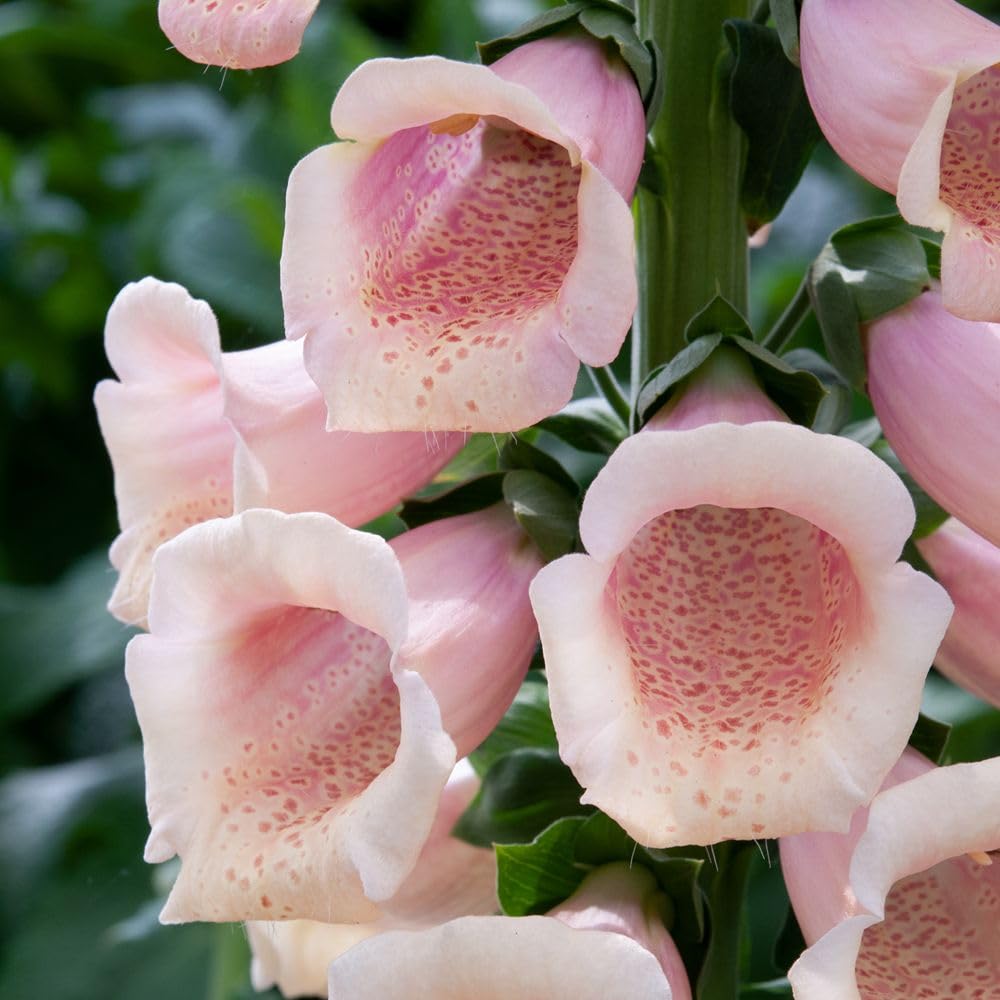Digitalis Dalmatian Peach | 6 x Plug Plants
