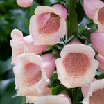 Digitalis Dalmatian Peach | 12 x Plug Plants