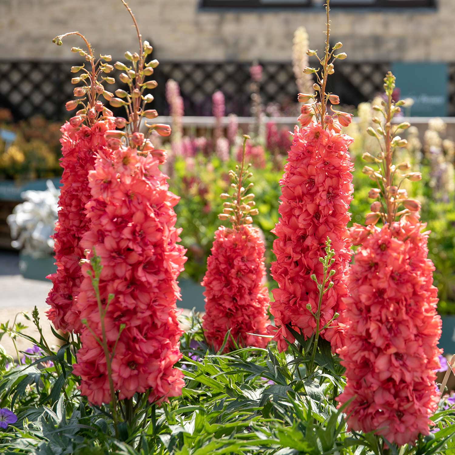 Delphinium 'red Lark' - Compact Salmon-red Spires | 1 x 2L