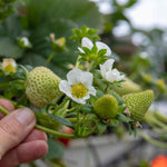 Mara De Bois Strawberry Plant — Everbearing, Intensely Fragrant | 30 x Bare Root | Red