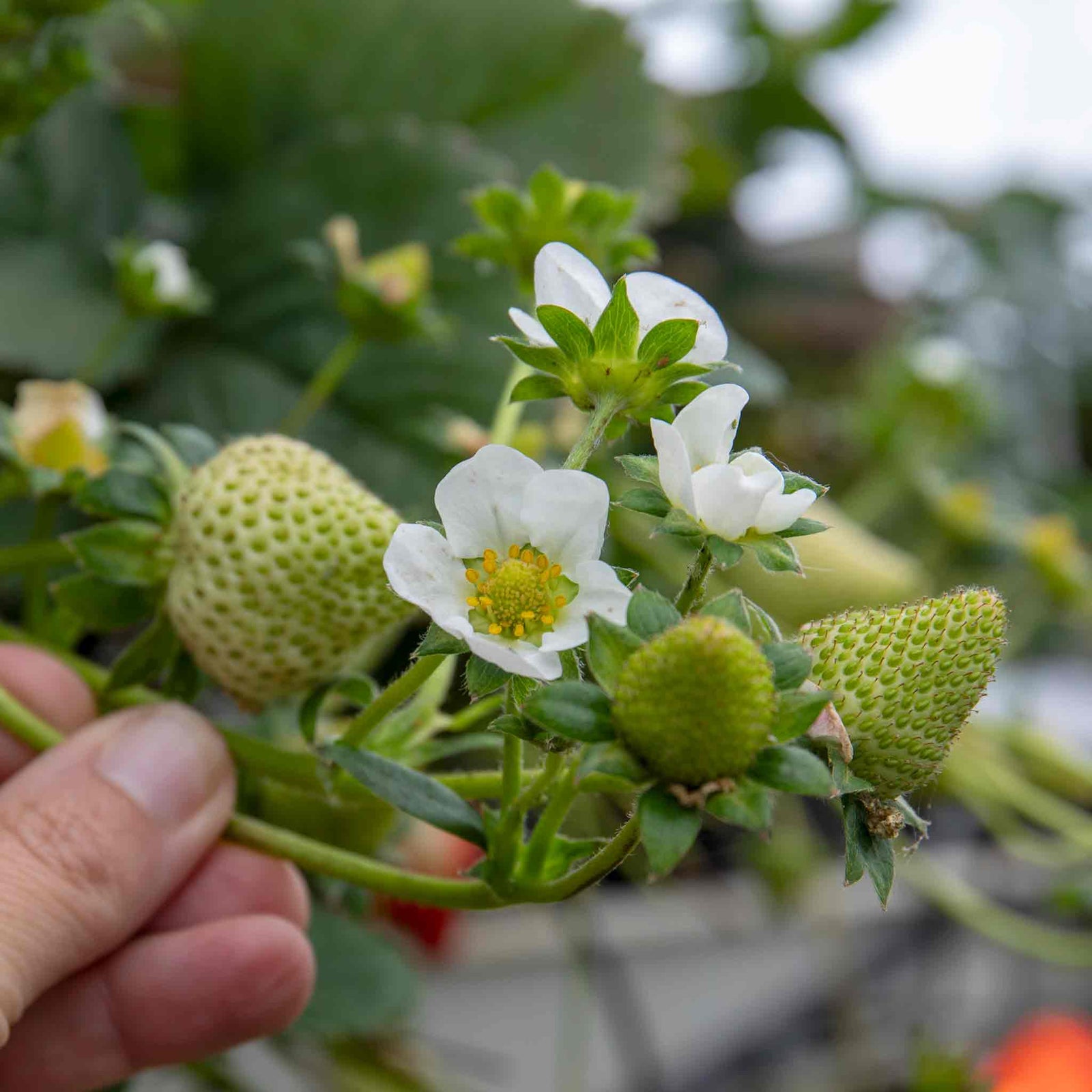 Mara De Bois Strawberry Plant — Everbearing, Intensely Fragrant | 30 x Bare Root | Red