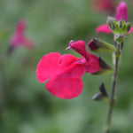 Salvia 'jemima's Gem' - 9cm Pot | 1 x 9cm | Red
