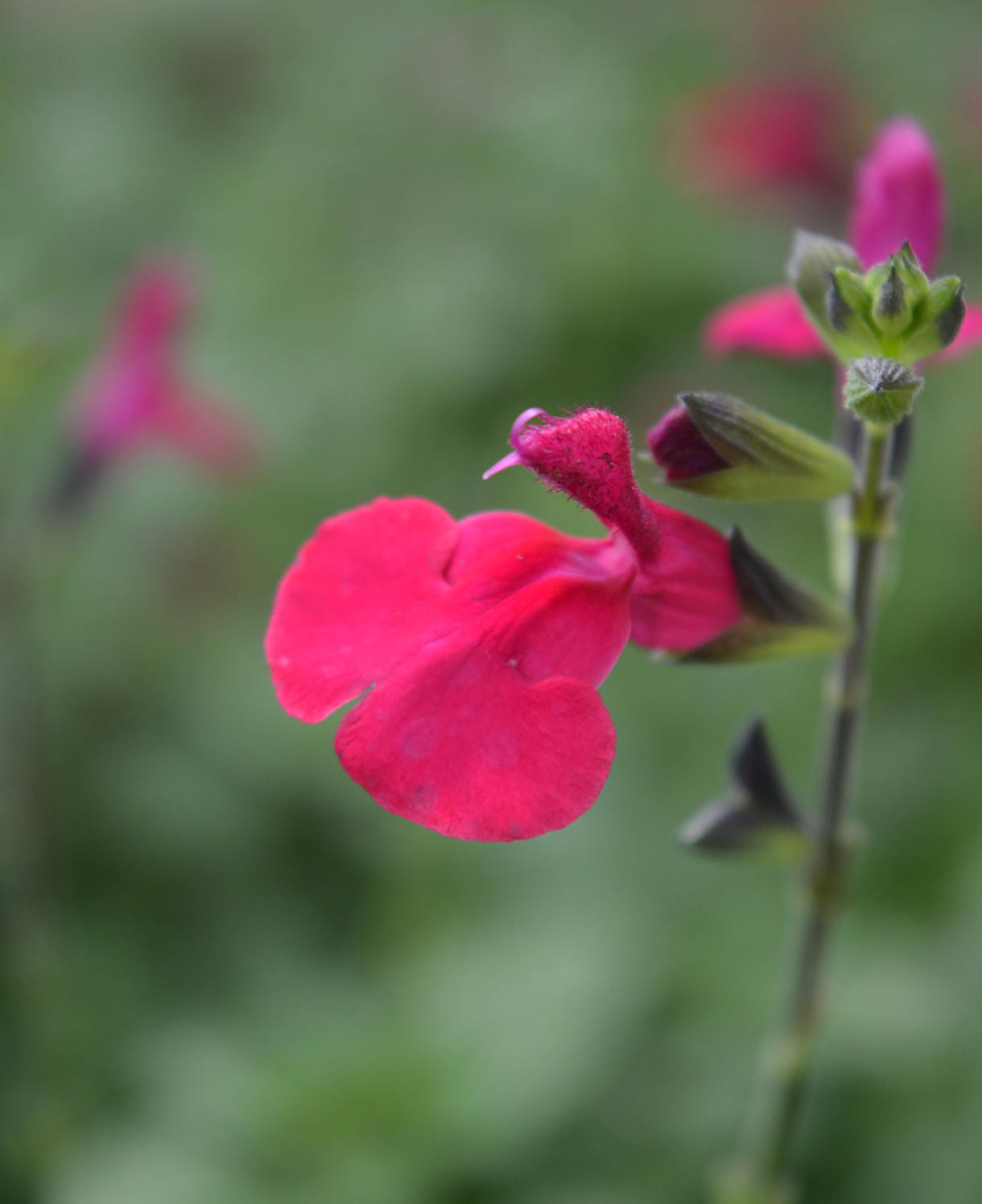 Salvia 'jemima's Gem' - 9cm Pot | 1 x 9cm | Red