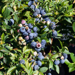 Blueberry Plant 'brigitta Blue' | 2L