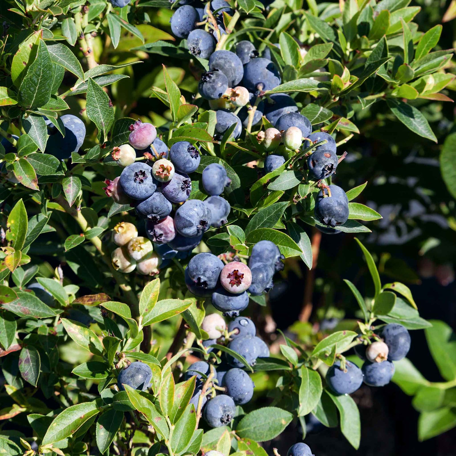 Blueberry Plant 'brigitta Blue' | 2L