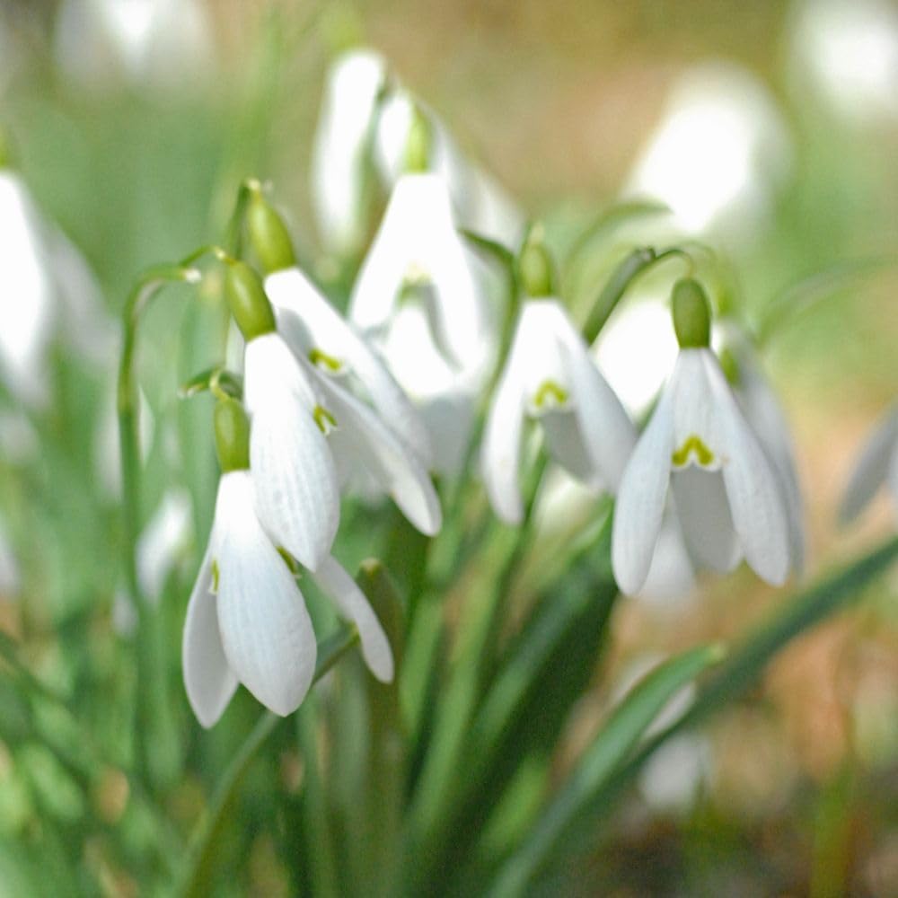 Snowdrop Single Flowered Bulbs | 16 x Bulbs