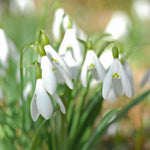 Snowdrop Single Flowered Bulbs | 32 x Bulbs