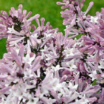 Syringa Miss Kim Dwarf Lilac Bush 40-60cm Large Supplied In A 3 Litre Pot
