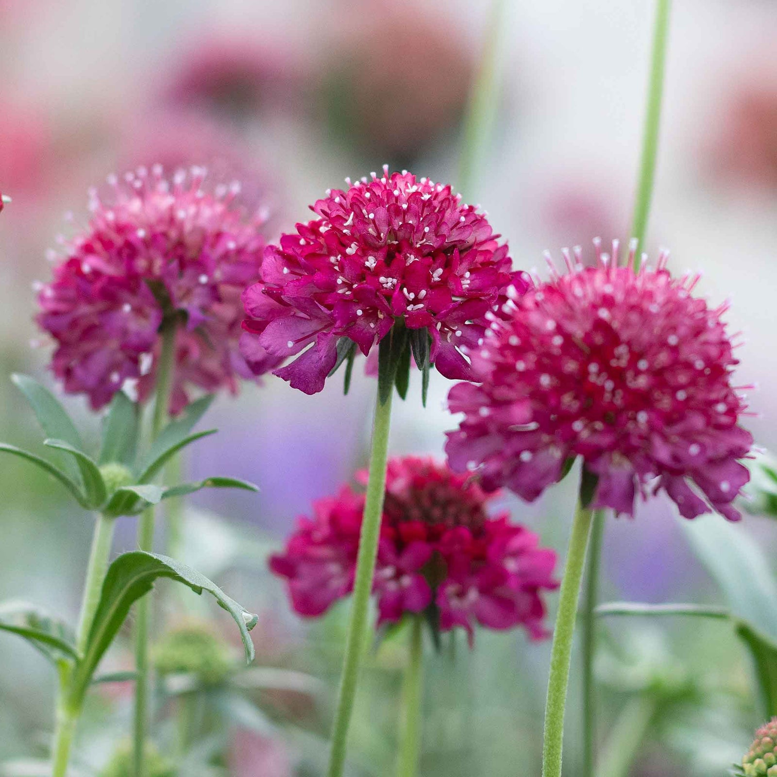 Scabious 'raspberry Scoop' Deep Wine-red Perennial 60-75cm | 12 x Plug Plants | Deep Red