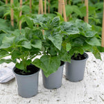 Sunflower 'sunbelievable Brown Eyed Girl' Compact Seedless Patio Variety Plug Plant | Set of 1 | Yellow
