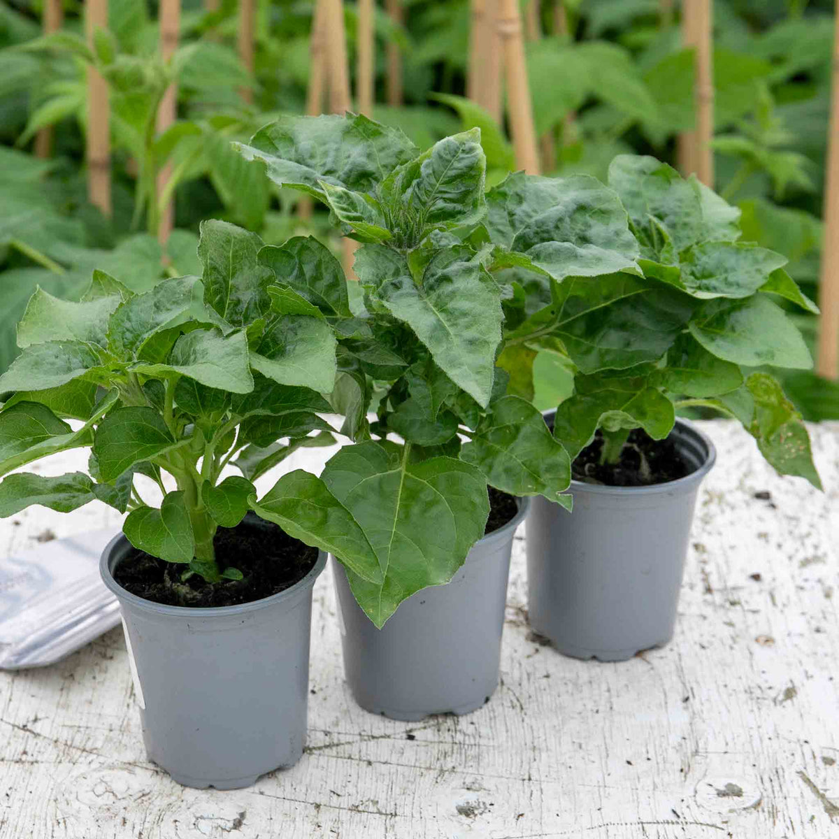 Sunflower 'sunbelievable Brown Eyed Girl' Compact Seedless Patio Variety Plug Plant | Set of 1 | Yellow
