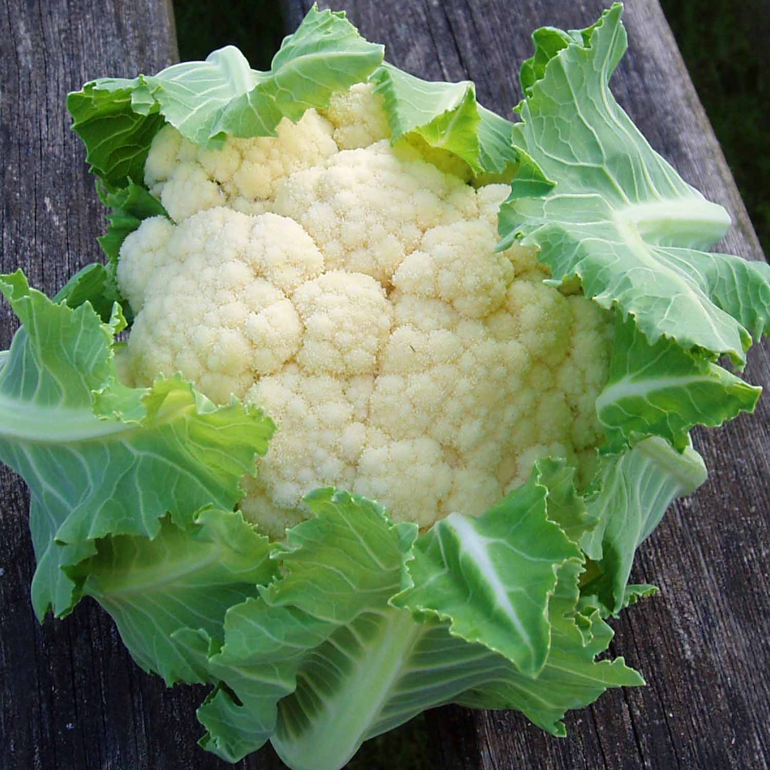 Extra Early Brassica Collection - Mixed Brassicas With Protective Collars | 32 x Pro Grower Plugs | Multi