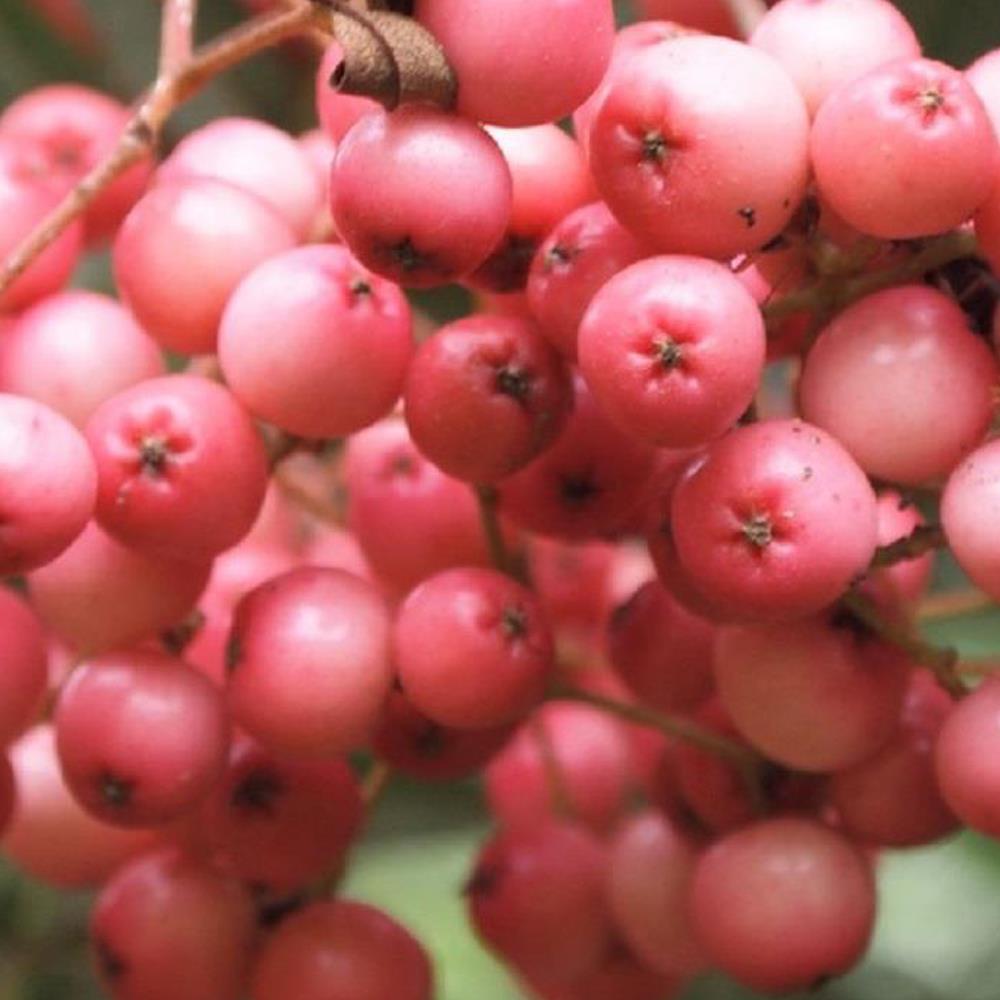 Sorbus Pink Kirsten Mountain Ash Tree 5-6ft Supplied In A 7.5 Litre Pot