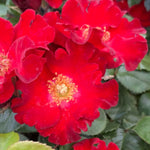 Rosa 'isn't She Lovely' - 9cm Pots | 1 x 9cm | Red
