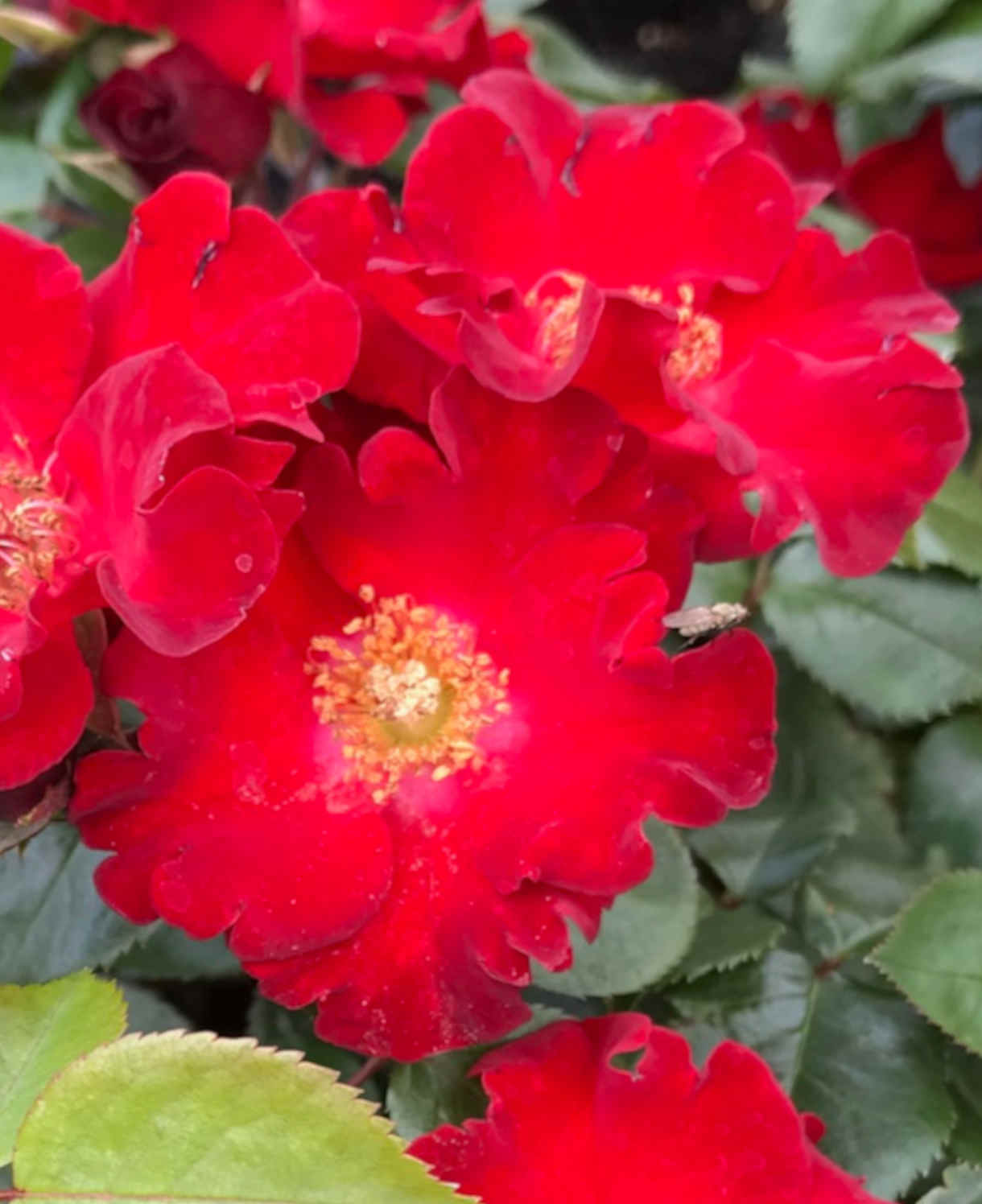 Rosa 'isn't She Lovely' - 9cm Pots | 1 x 9cm | Red