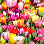 Hayloft Exclusive Bumper Tulip Collection - 60 Fantastic Bulbs
