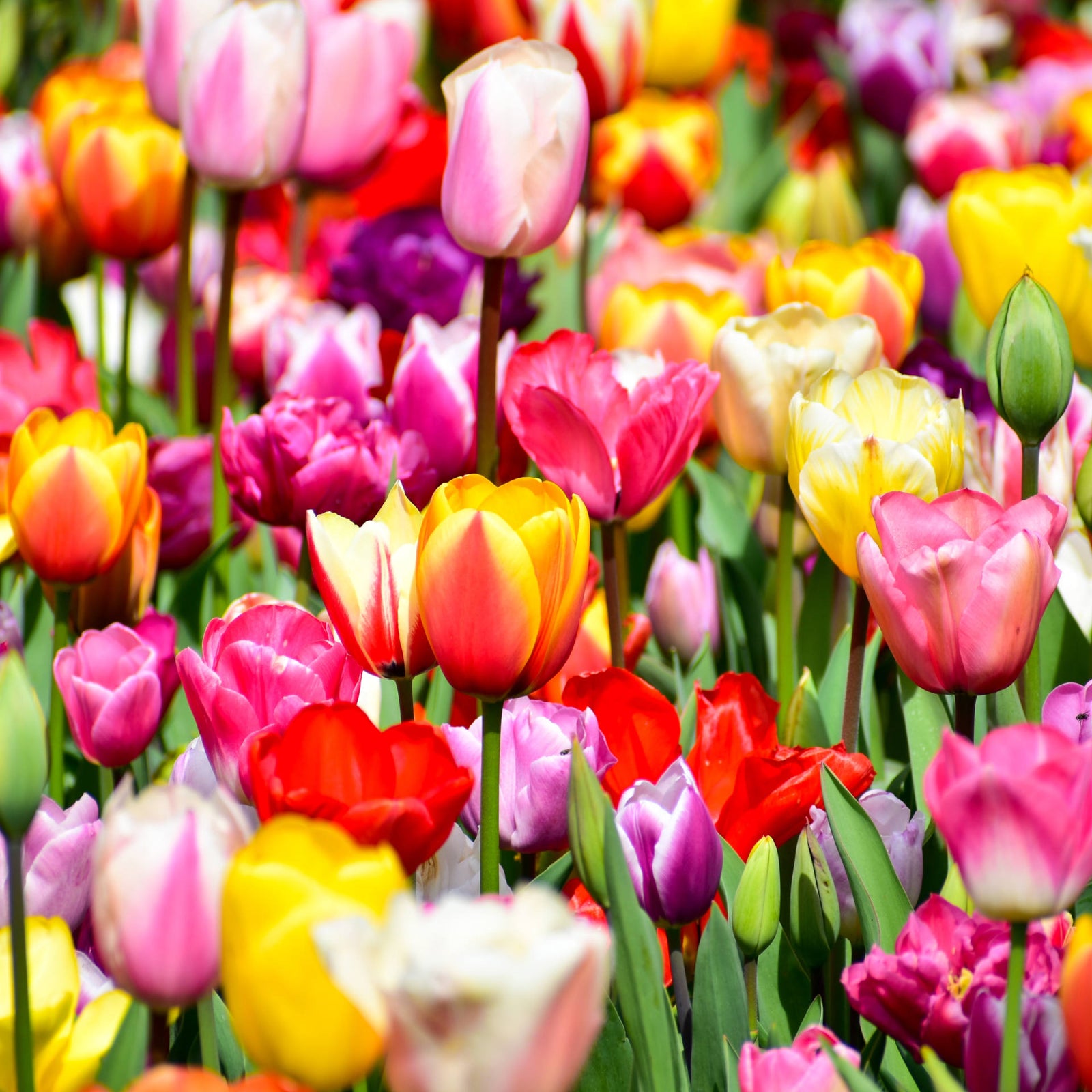 Hayloft Exclusive Bumper Tulip Collection - 60 Fantastic Bulbs
