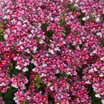 Nemesia 'melody Raspberry' - Raspberry-pink Bedding Plant | 6 x Plug Plants | Raspberry