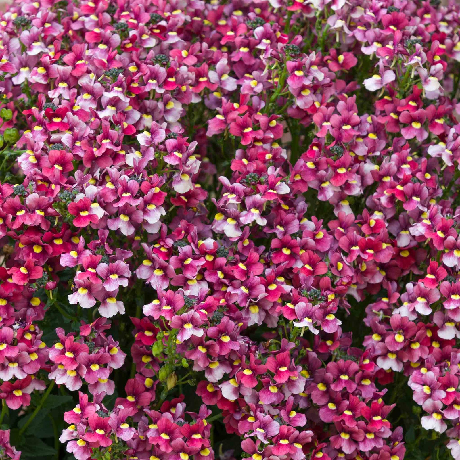 Nemesia 'melody Raspberry' - Raspberry-pink Bedding Plant | 6 x Plug Plants | Raspberry