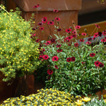 Cosmos 'chocamocha', Chocolate-scented Deep Mahogany-red, 30cm | 3 x Jumbo Plugs