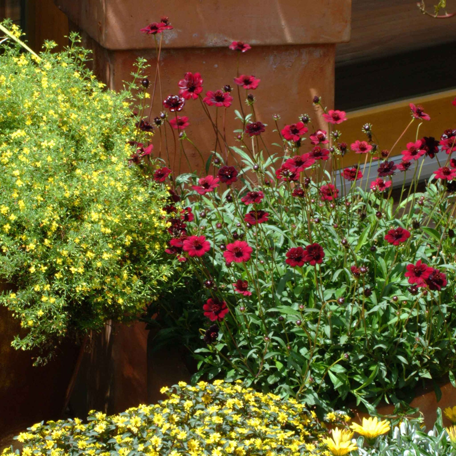 Cosmos 'chocamocha', Chocolate-scented Deep Mahogany-red, 30cm | 6 x Jumbo Plugs