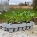 Brussel Sprouts 'brigitte' | 12 x Garden Ready Plants | Green