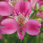 Hayloft Alstroemeria Garden Performance Collection - 3 Plants Supplied In 9cm Pots