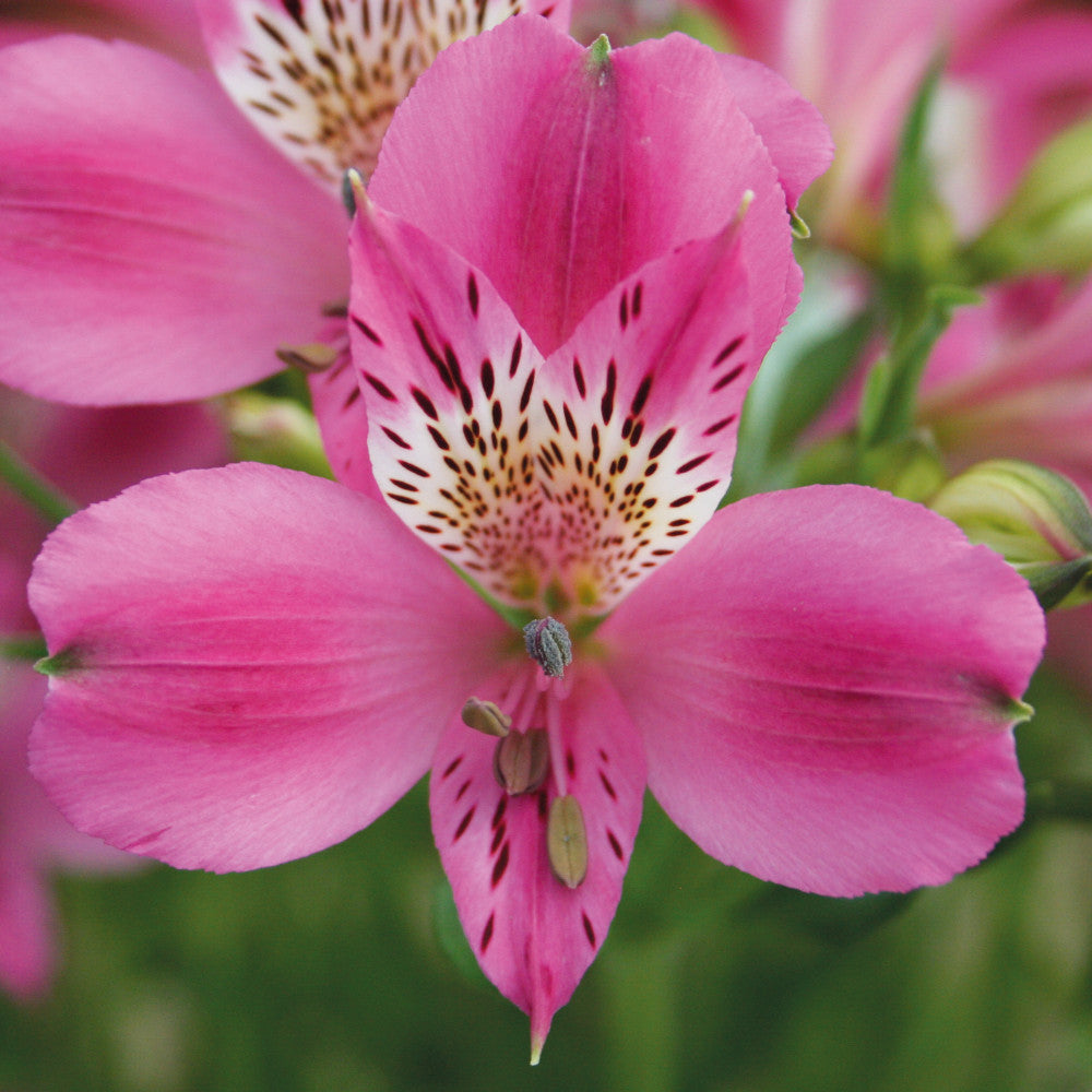 Hayloft Alstroemeria Garden Performance Collection - 3 Plants Supplied In 9cm Pots