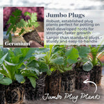 Geranium 'rozanne' Hardy Long-flowering Perennial | 1 x 9cm