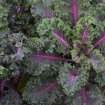 Kale Midnight Sun - Red-tinted Baby Leaf Kale | 8 x Plug Plants | Green