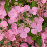 Hydrangea Scandens First Love - 12cm pots | Set-of-1 | Pink