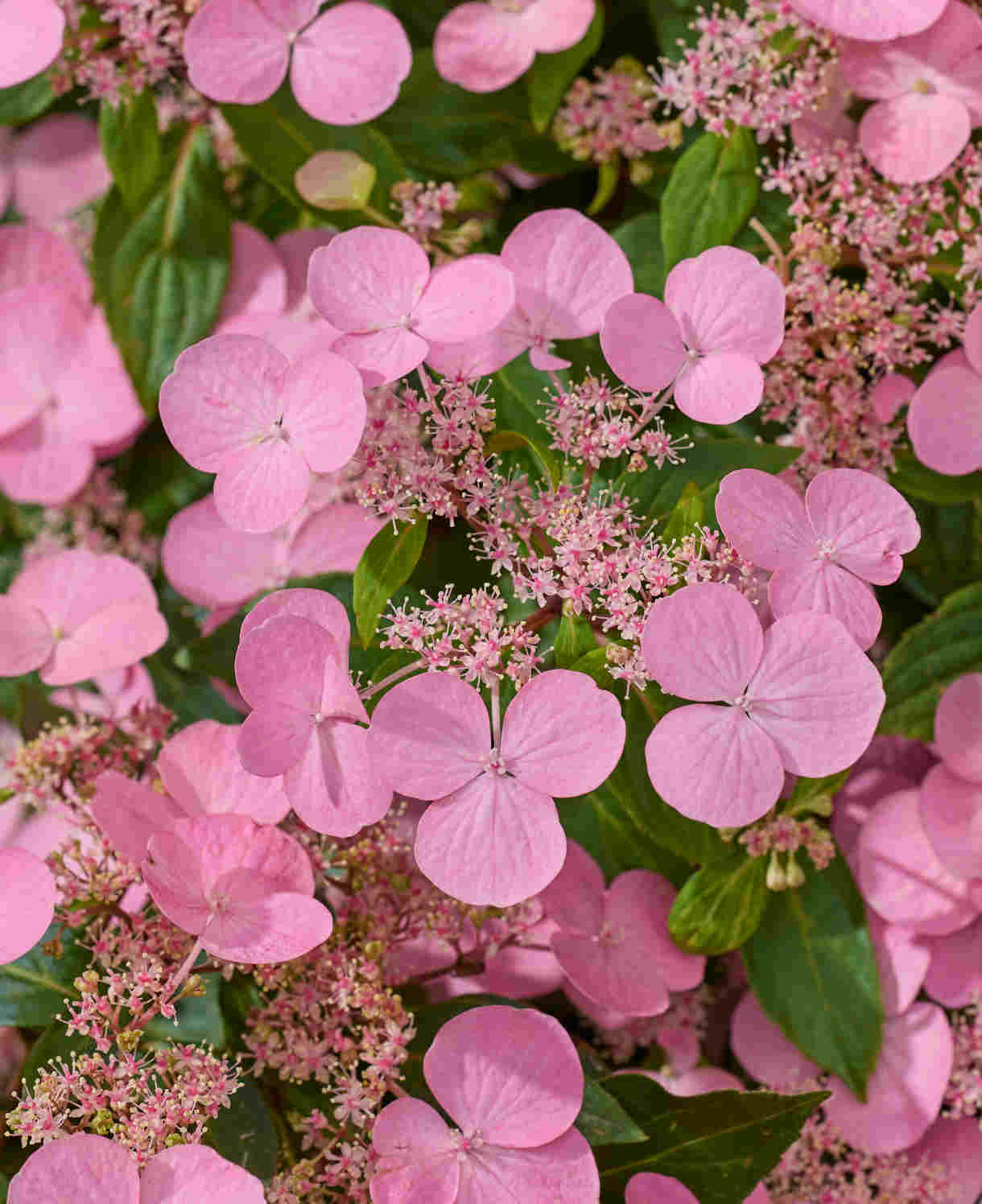 Hydrangea Scandens First Love - 12cm pots | Set-of-1 | Pink