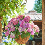 Hydrangea Macrophylla Tabletensia Duo - 10.5cm pots | Set-of-2 | Pink & Purple