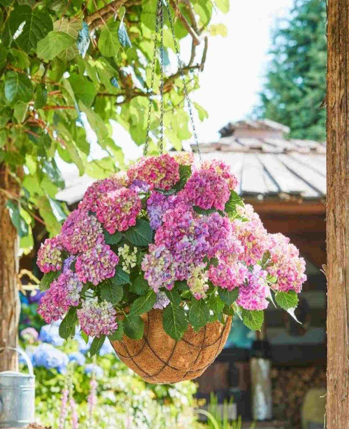 Hydrangea Macrophylla Tabletensia Duo - 10.5cm pots | Set-of-2 | Pink & Purple